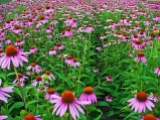 Echinacea of the family Asteraceae.