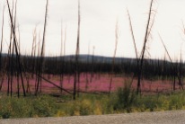 Common fireweed grows throughout most of Alaska. Its name comes from its ability to revegetate quickly after a fire.