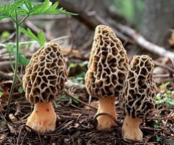 Buttered Morels Preparation Wash and cut fresh mushrooms in half slicing the long way. Soak slices in a large bowl of salt water to remove and kill the bugs. Let them soak in the refrigerator for a couple hours.