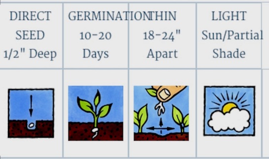 seeds germination