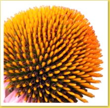Coneflower seeds are a good remedy for herpes