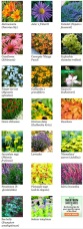 20 favorite perennial flowers