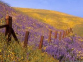 barbed-wire-and-wildflowers-gorman-california-wallpaper
