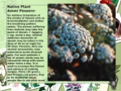 Native Plant Ammi Flowers-