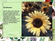 Native Plant Sunflower