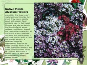 Native Plants Alyssum Flowers tase like kale greens smell great