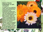 Native Plants Calendula, or pot marigold anti inflamatory