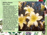 Native Plants Day Lilies for cancer