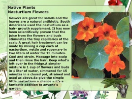 Native Plants Nasturtium Flowers