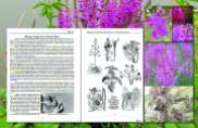 some natural cordage - HempWeed and Fireweed making cordage_Layout 1_Page_2