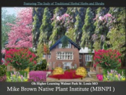 traditional-herbal-herbs-and-shrubs-michael-brown-native-plants-institute-oh-higher-learning-walnut-park-st-louis-mo