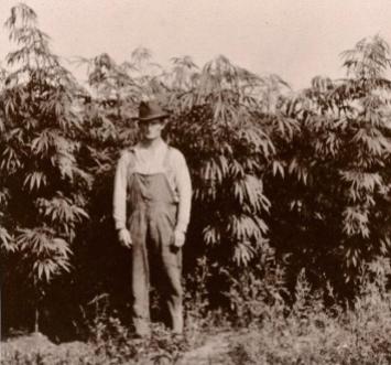 history-of-cannabis-hemp1