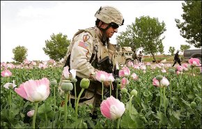 LASHKAR GAH, AFGHANISTAN - APRIL 01: (FILE IMAGE) U.S. Army Col. Paul Calbos walks through an opium poppy field on April 1, 2006 near Lashkar Gah in Helmand province in southern Afghanistan. European cities risk higher numbers of heroin overdoses as Afghanistan's record opium poppy crop floods cities with the drug, the UN has warned. (Photo by John Moore/Getty Images)